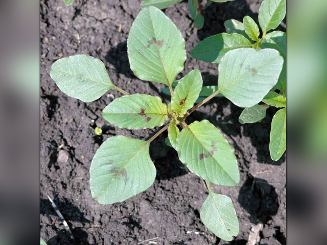 By the time a Palmer amaranth seedling has eight to 10 leaves, it is already showing key differences between other lookalike weed species, like waterhemp and redroot pigweed. (Photo courtesy of Aaron Hager) 